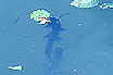 Wels In Das Wasser Der Mosel