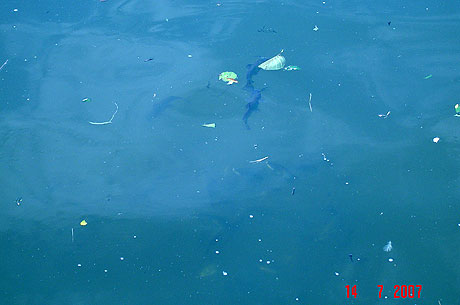 Catfish in moselle river at metz photo