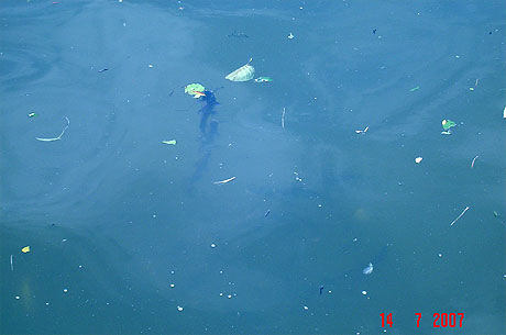 Catfish in the water of moselle river photo