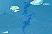 Catfish In Moselle River At Metz