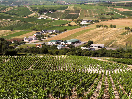 Vineyards in metz photo